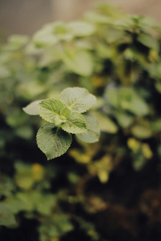 a green plant with leaves in it is shown