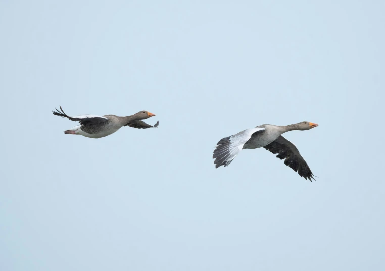 two geese flying together with a sky in the background