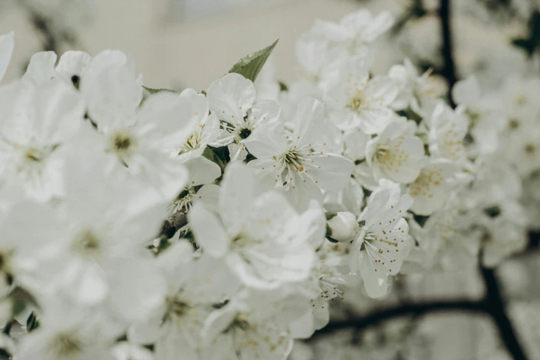 a bouquet of white flowers sitting next to a building