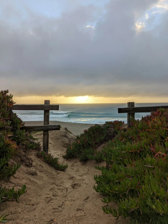 a path to a beach leads through bushes toward the ocean