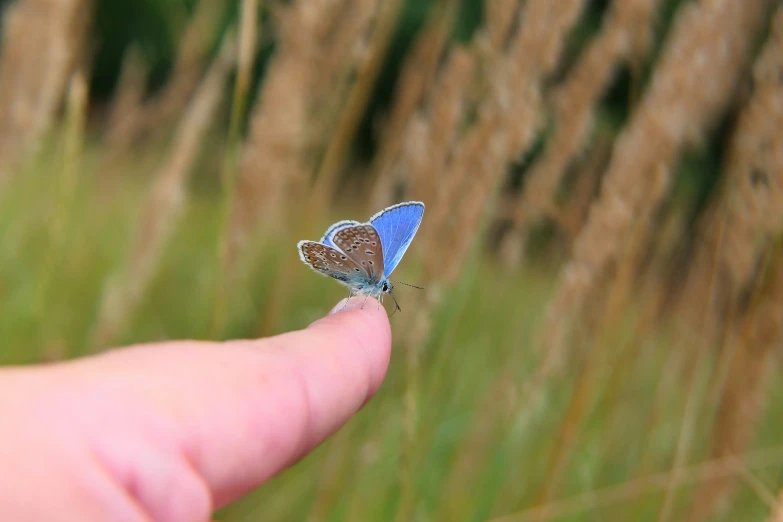 the small erfly is perched on top of a finger