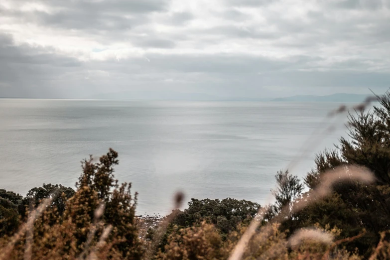 the sea is calm behind some trees and grass