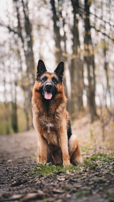 a german shepard puppy sits and looks up