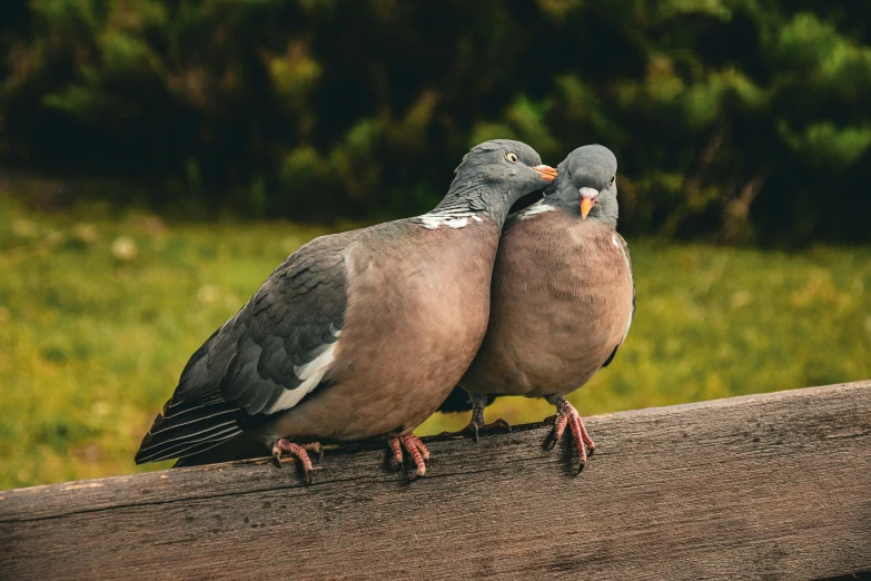 two doves standing on the back end of a wooden bench