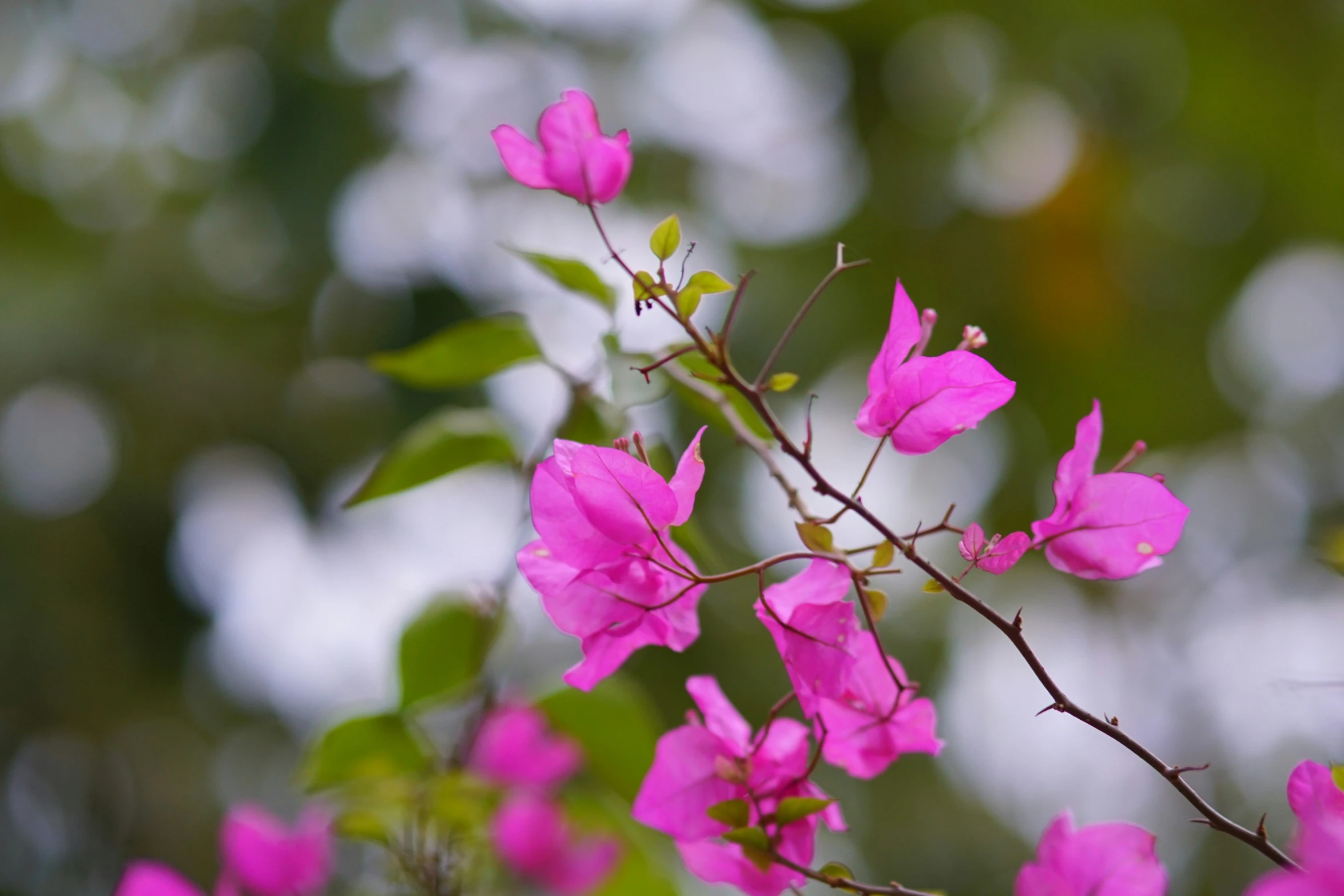 pink flowers on a small tree outside