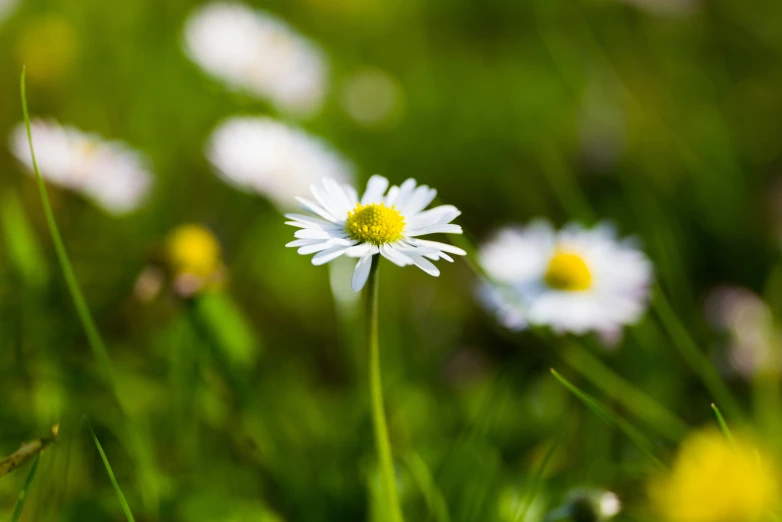 a field full of green and white flowers