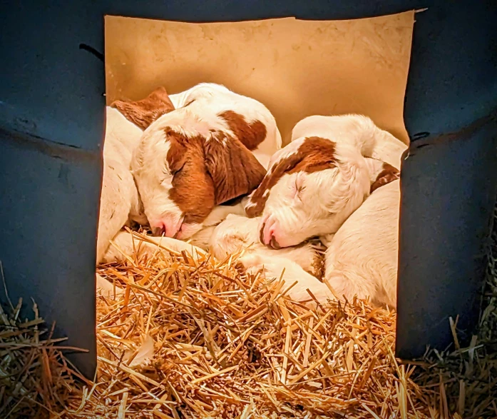 a group of cows laying on top of hay covered ground