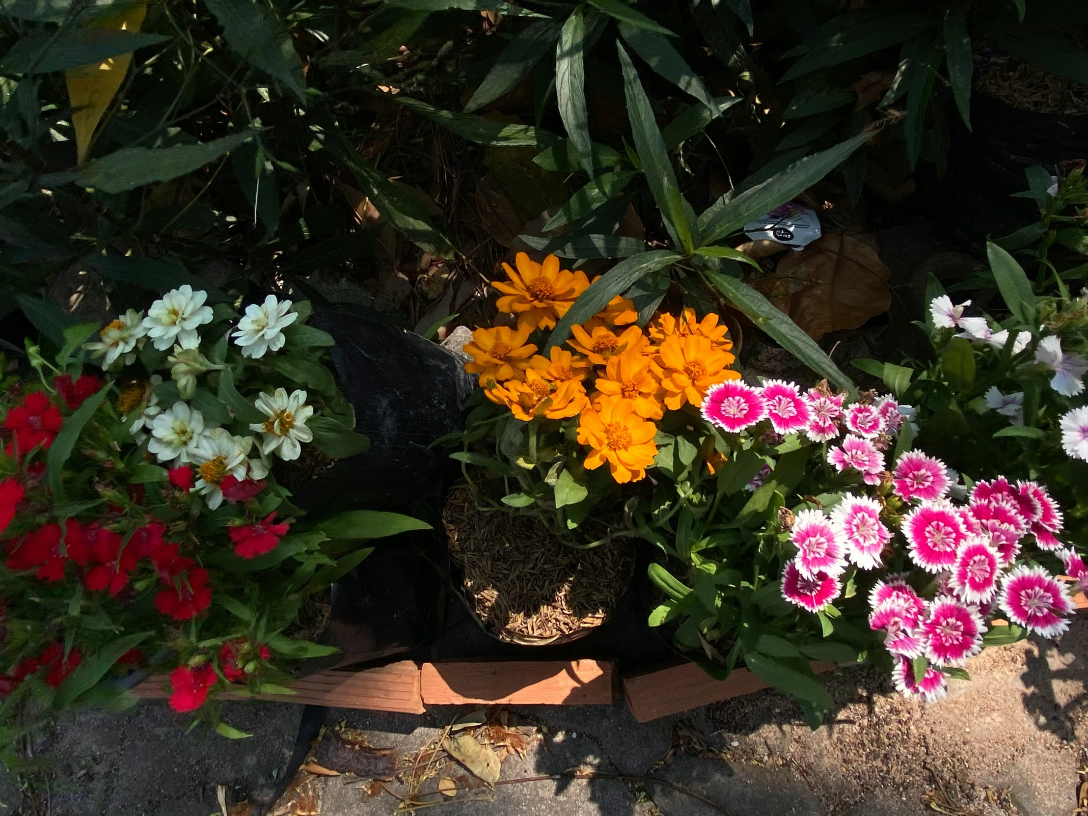 colorful flowers grow outside of a garden setting