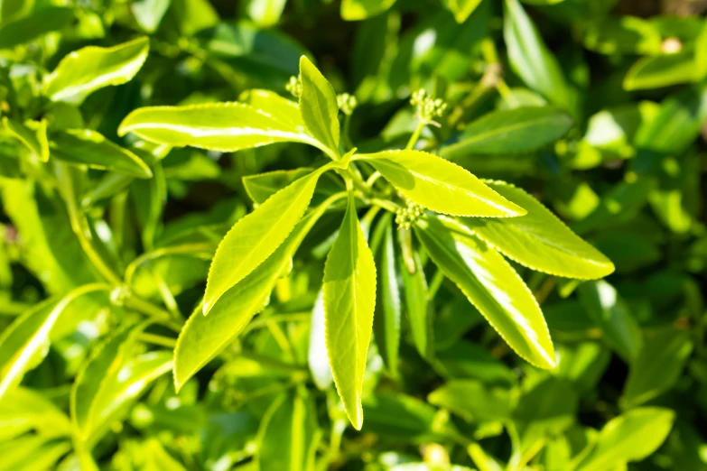 the closeup of a green nch has tiny leaves