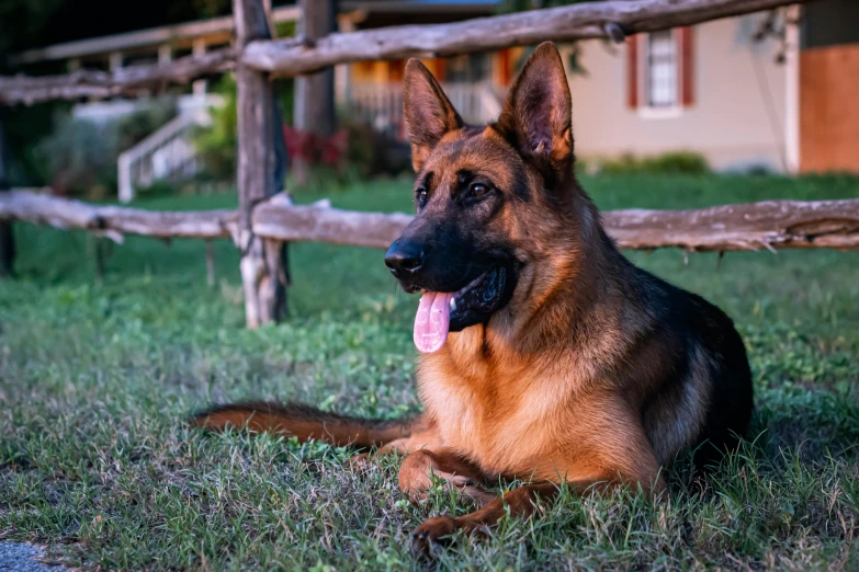 a close up of a dog laying in the grass near a fence