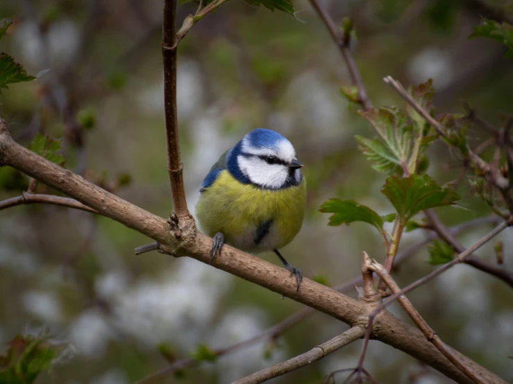 a blue and white bird sits on a thin nch