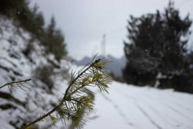 a snowy mountain trail and evergreen trees