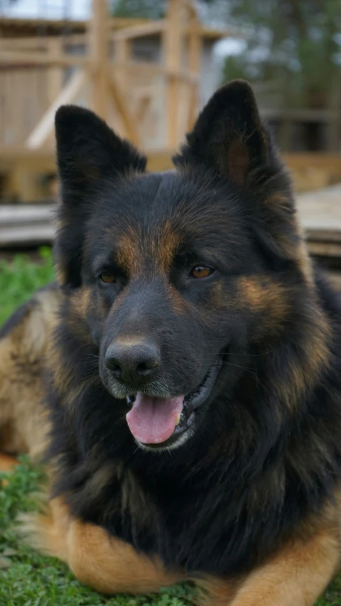 a close up of a dog laying on grass