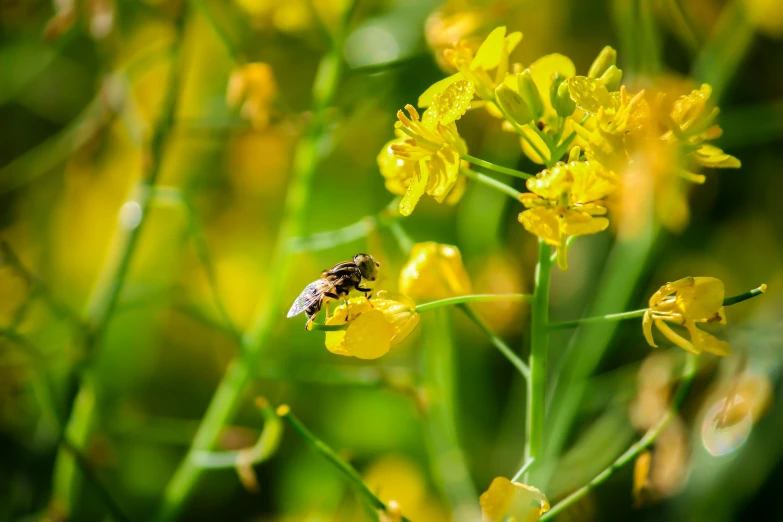 the bee is standing on the yellow flowers