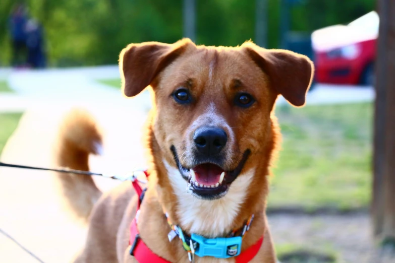 a dog smiles and holds on to a rope