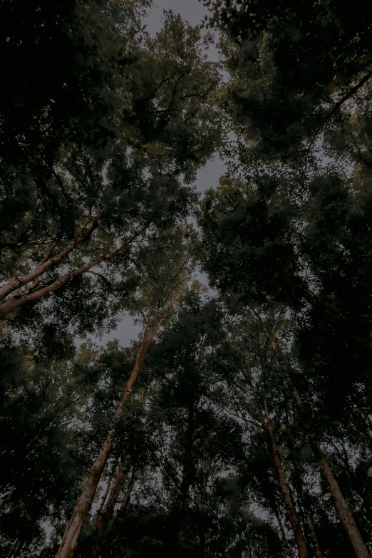 looking up in the sky through trees