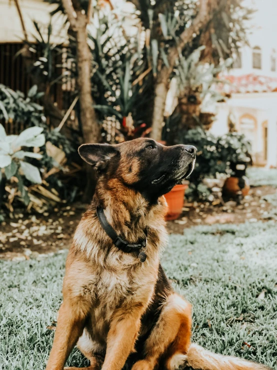 a brown dog sitting on top of a green field