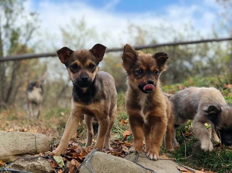 three dogs standing on a rock and one is sniffing the ground