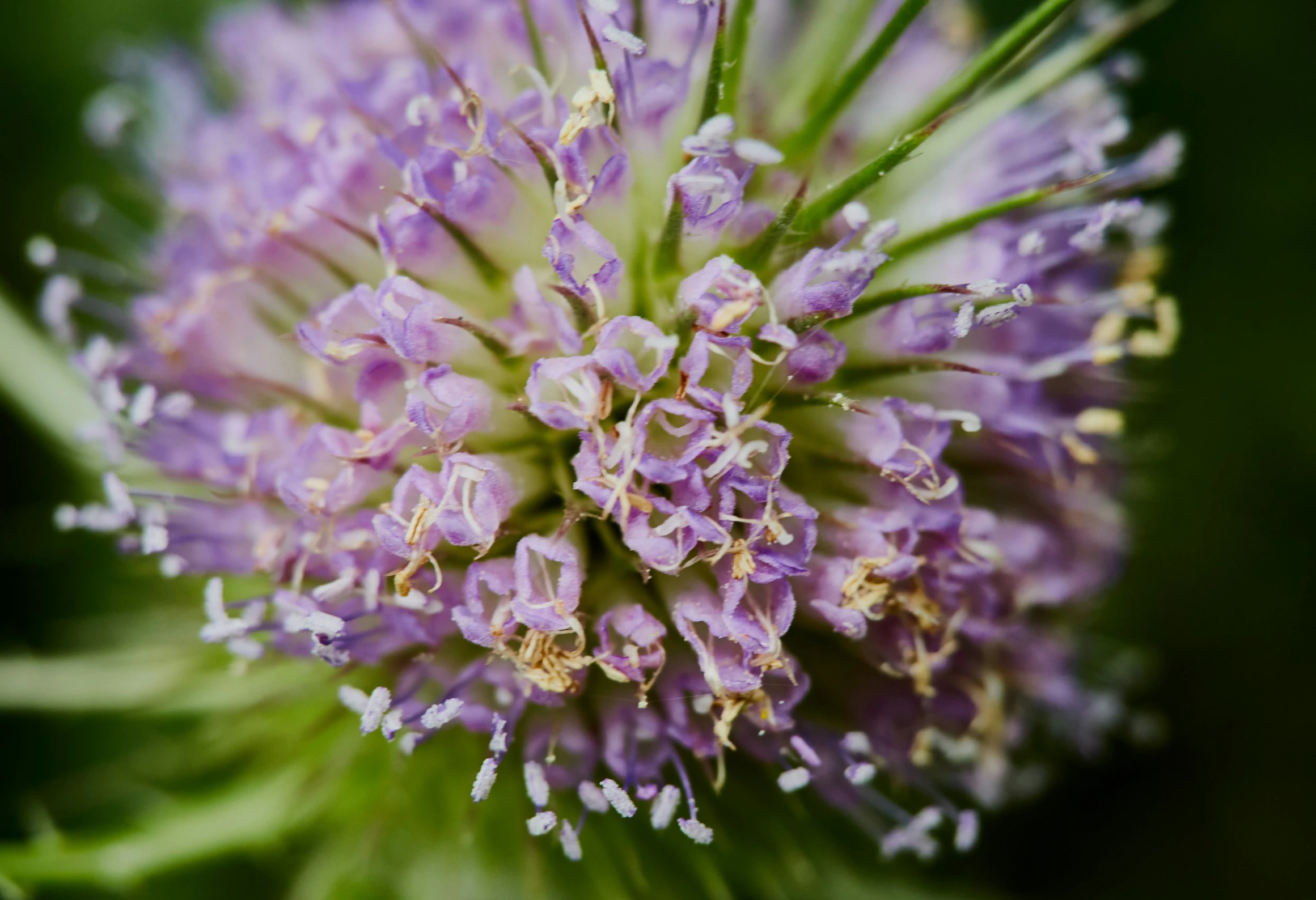 this purple flower has a lot of stamen and spiky petals