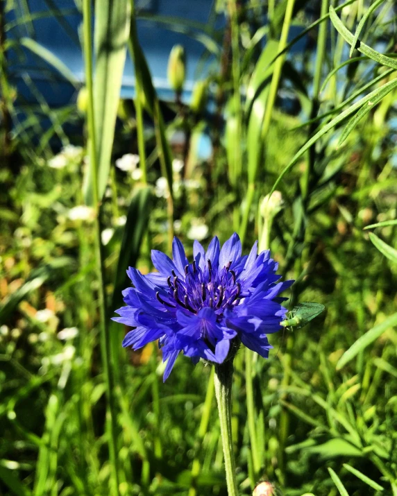 a blue flower is blooming amongst the green grass