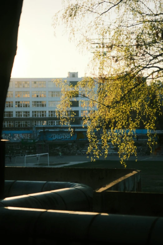 a tree that is next to a building