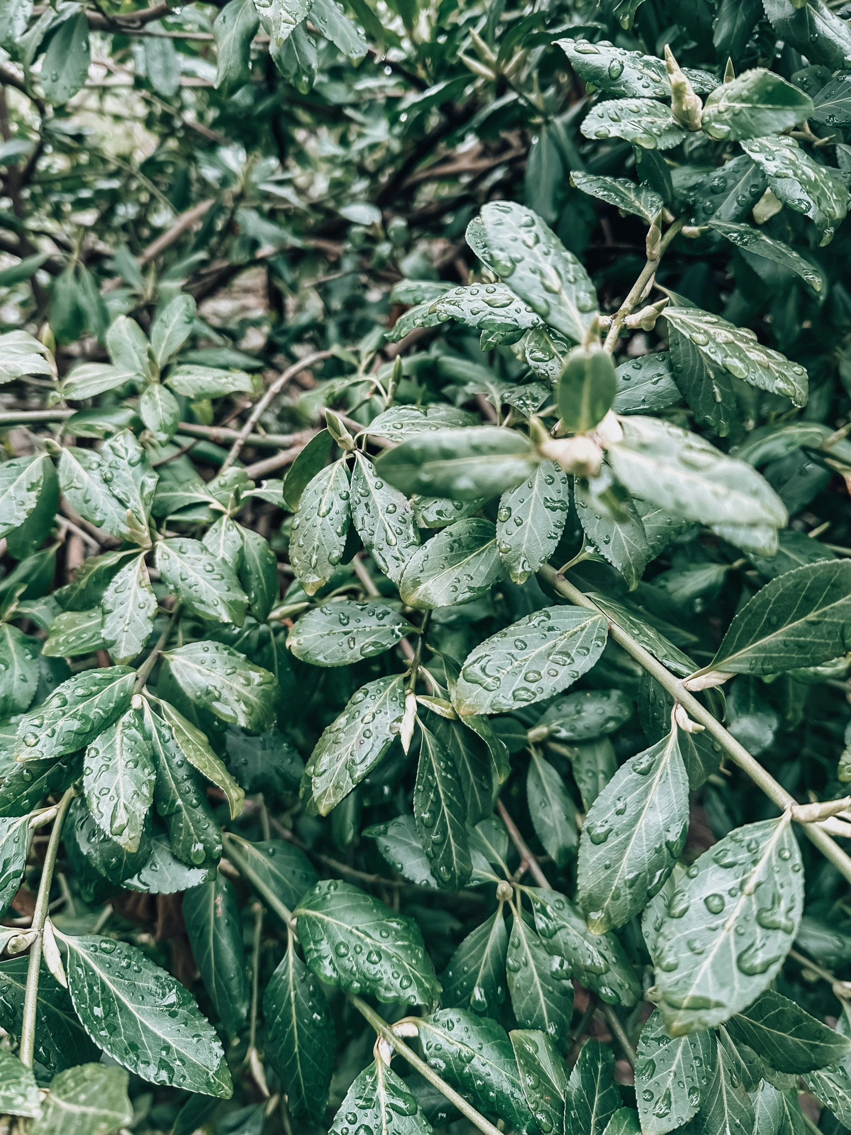 a closeup view of the leaves and nches of an evergreen tree with raindrops on them