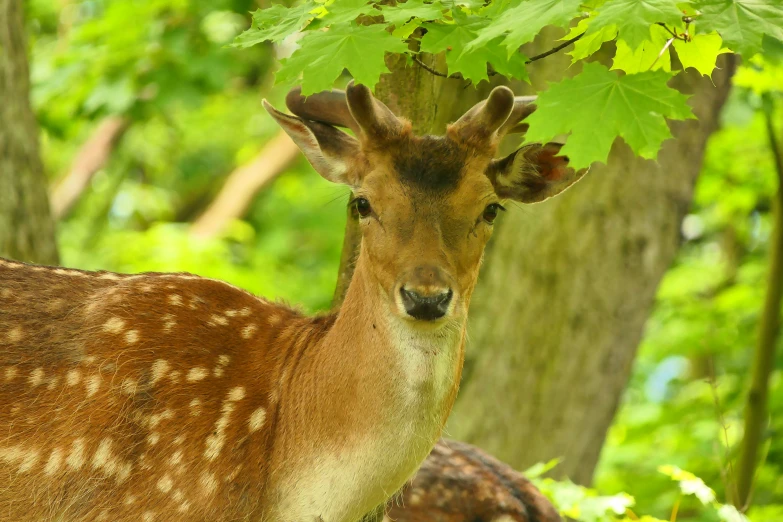 this is an image of a deer with a tree in the background
