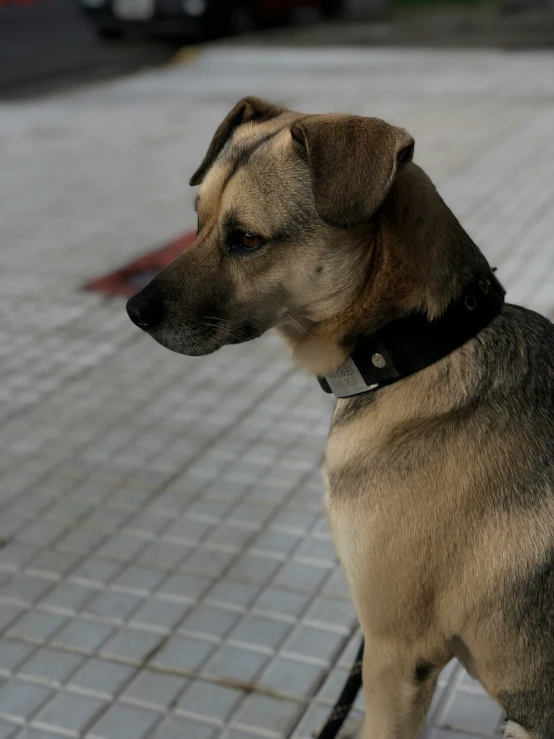 a dog that is sitting down on some bricks