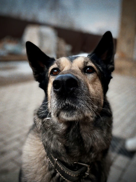 a dog staring at the camera with it's head tilted towards the camera