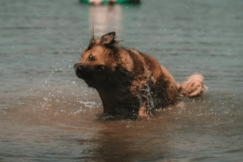 a dog splashing in some water at the beach