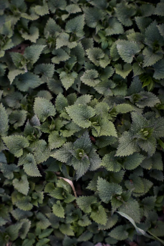 a plant with many leaves on it in the ground