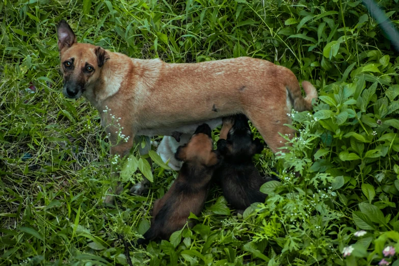 a mother dog with her puppies is standing in some grass