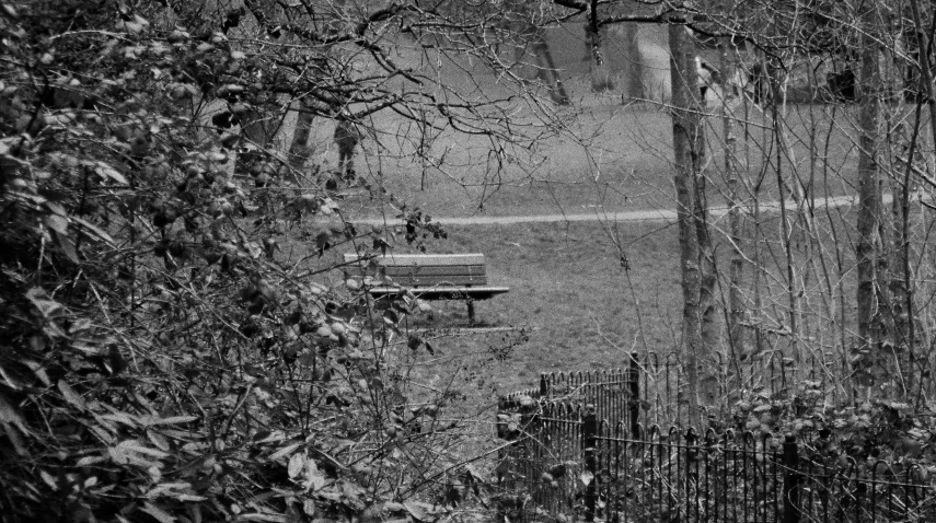 a bench sitting among the trees by a fence