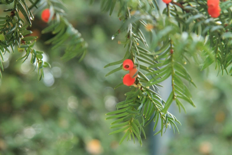 close up of tree nches with red berries on them