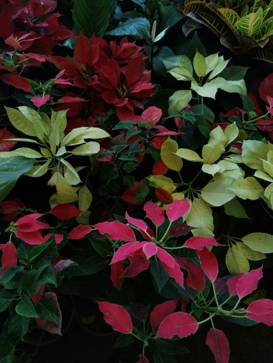 colorful green and red flowers in blooming plants