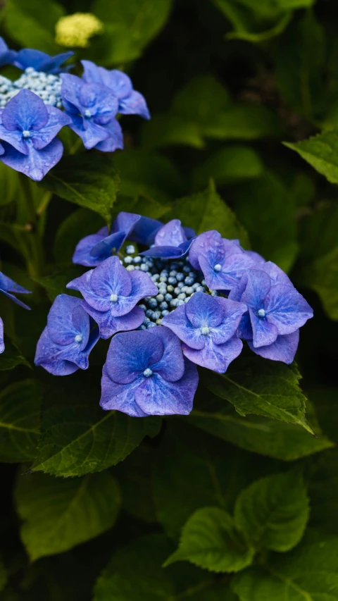 a close up s of flowers with green leaves