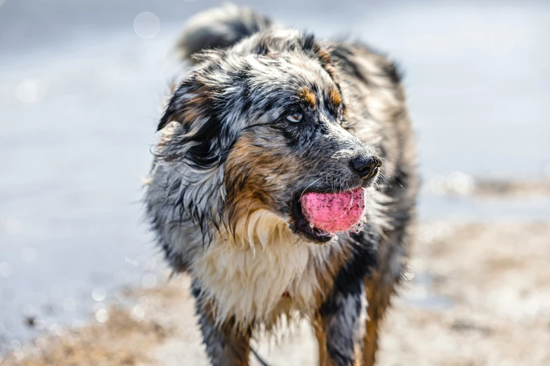 a wet dog standing on top of the ground