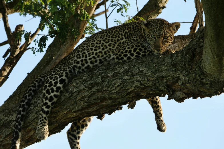 the leopard is sleeping on the tree nch