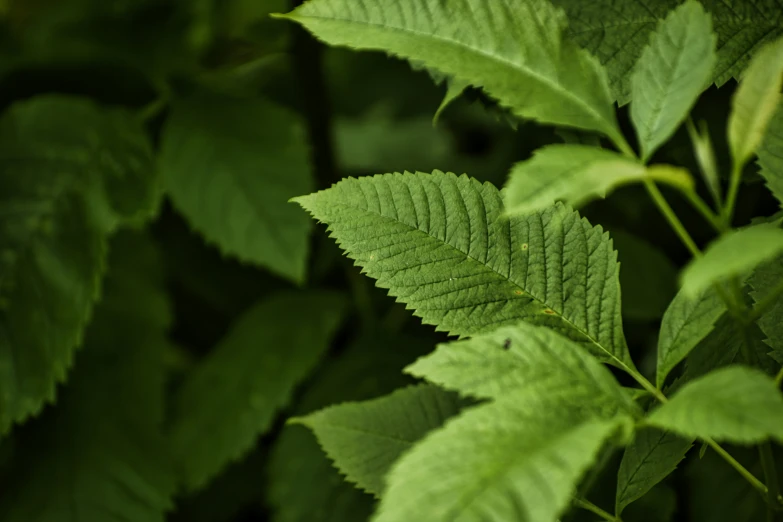 closeup of a tree with many leaves