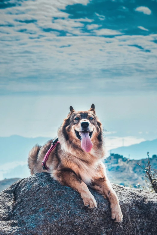 the dog is sitting on top of a large rock