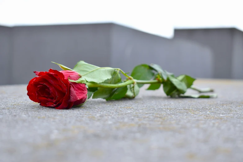 a red rose that is sitting on the ground