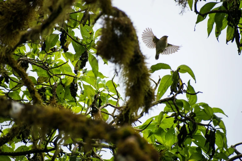 a bird is flying through a tree near green leaves