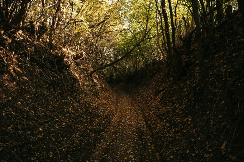 a very narrow trail in the middle of an wooded area