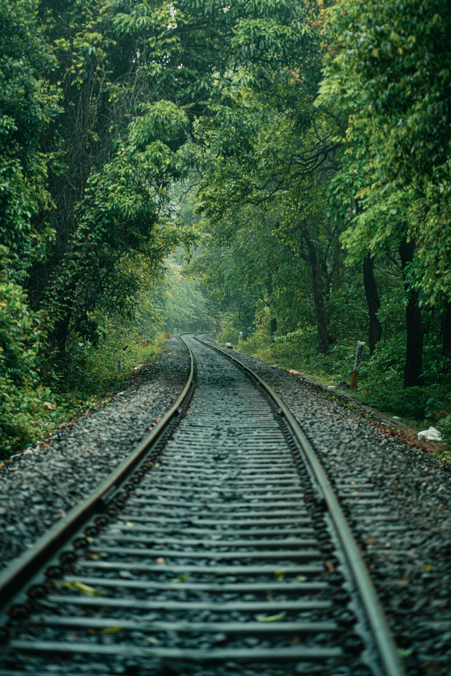 an old track is surrounded by trees and shrubs