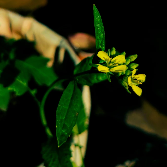 an unusual looking yellow flower sitting next to some green leaves