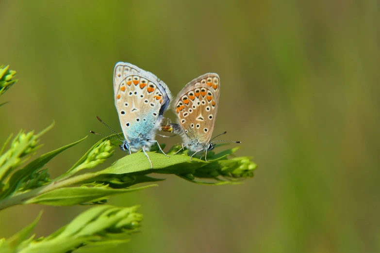 two erflies perched on top of green leaves