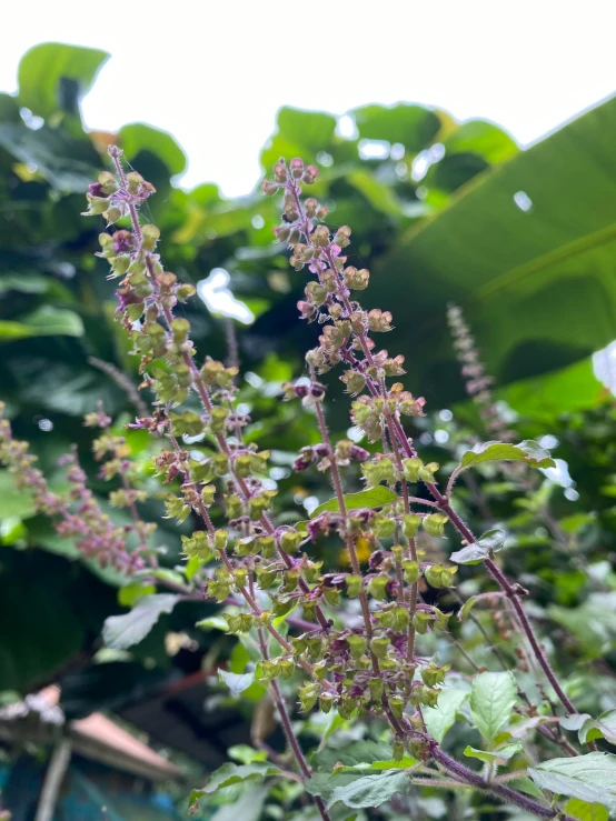 some plants in the background with some big green leaves