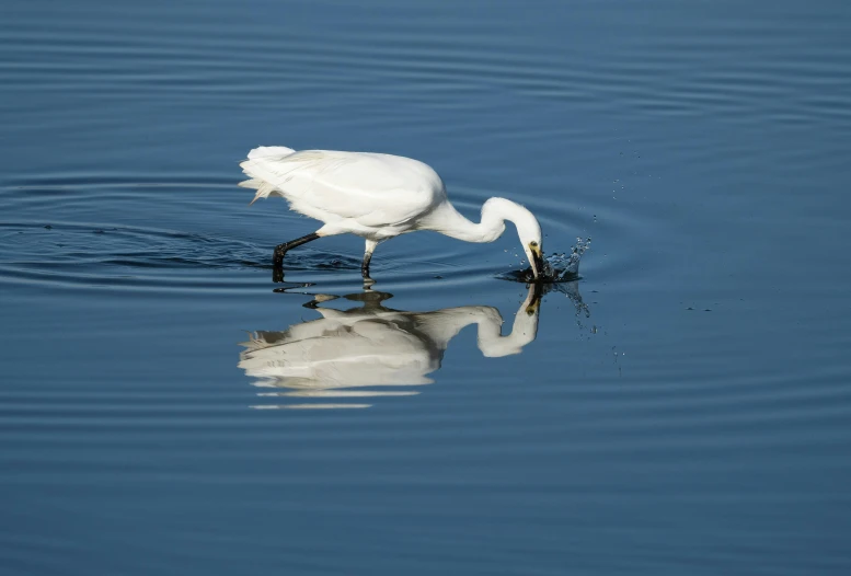 a white bird standing in the middle of a lake