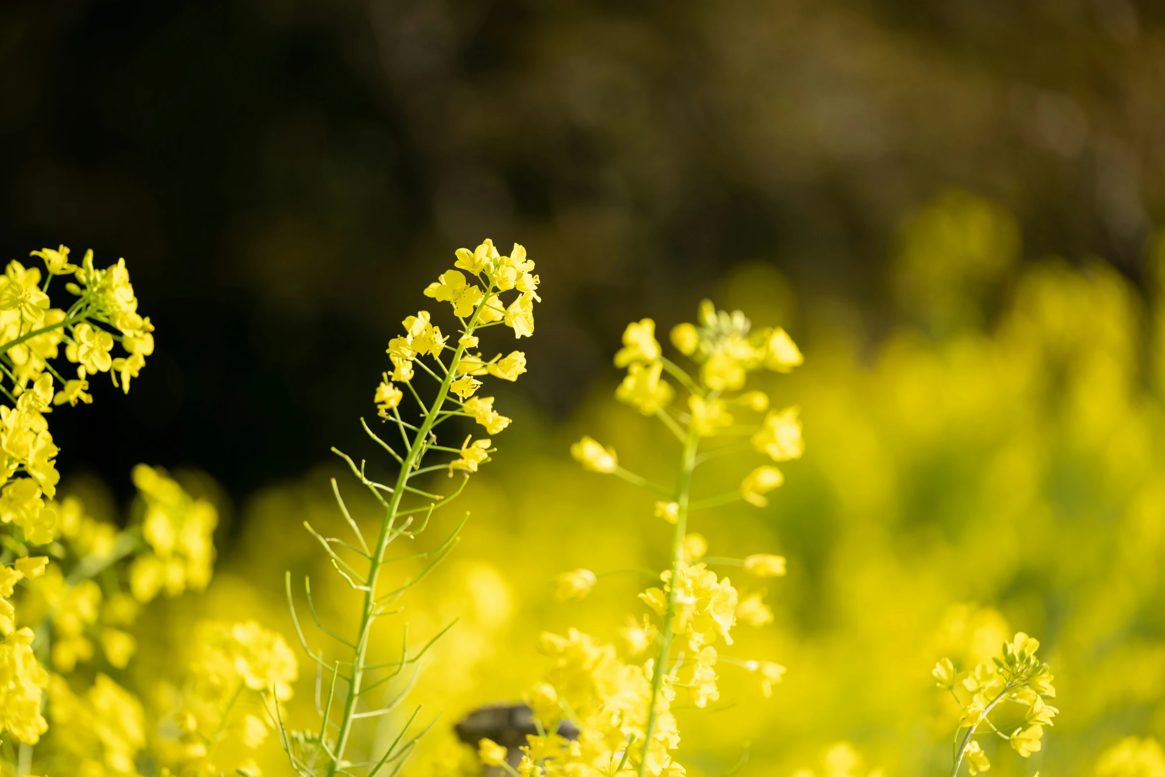 bright yellow flowers are growing on a green and yellow flowered field