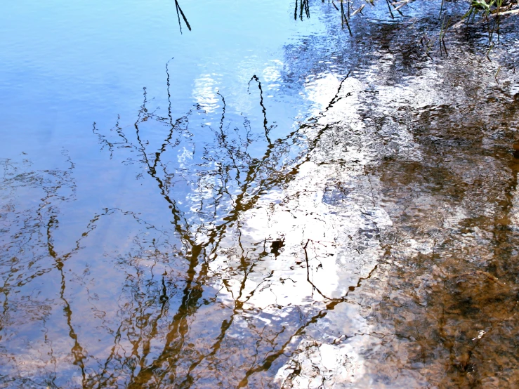 tree nches reflected in water in the day